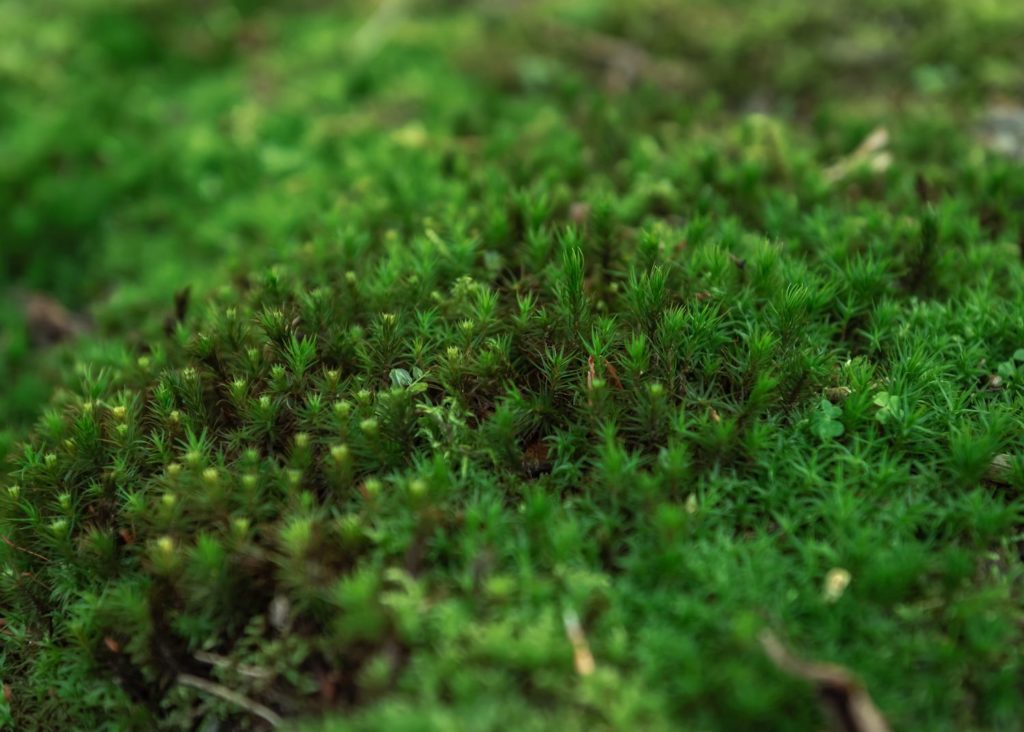 Que faire autour de Gérardmer, dans les Vosges ? Jardin alpin de berchigranges