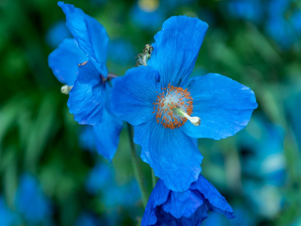 Que faire autour de Gérardmer, dans les Vosges ? Jardin alpin de berchigranges