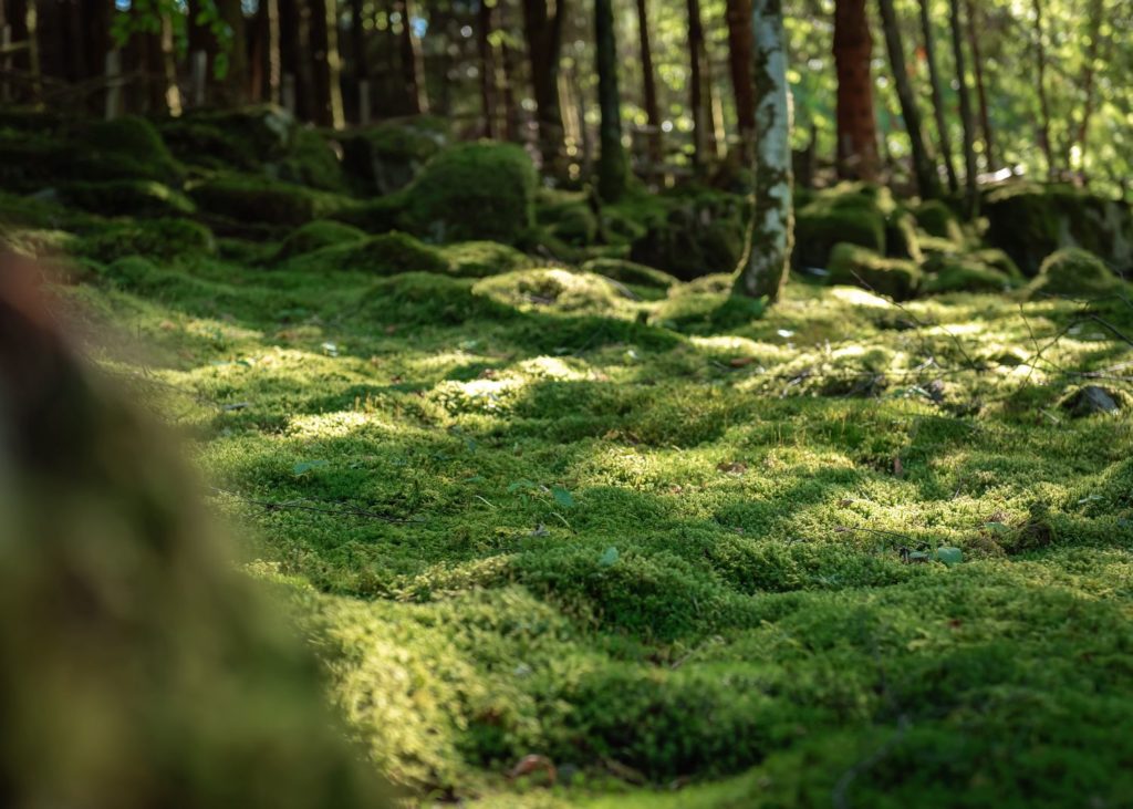 Que faire autour de Gérardmer, dans les Vosges ? Jardin alpin de berchigranges