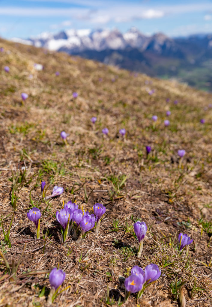 Randonnées en Diois, au sud du Vercors, avec vue sur le Mont Aiguille