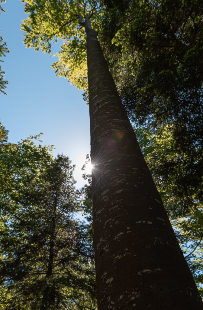 Que voir et que faire dans le Jura ? Blog sur un séjour autour des lacs du Haut Jura