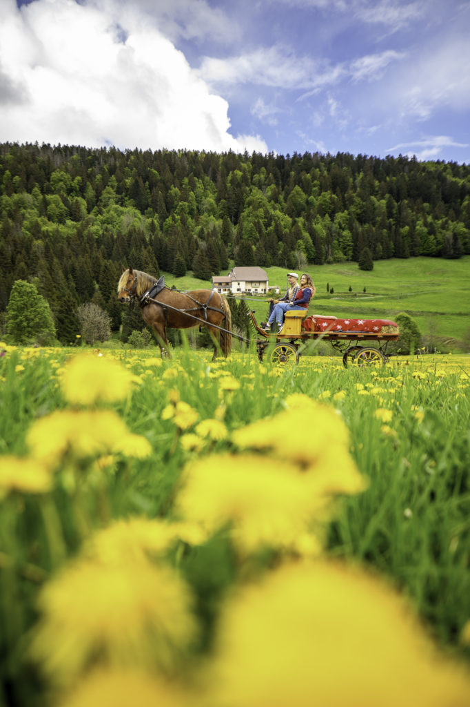 monts jura chevaux pays de gex