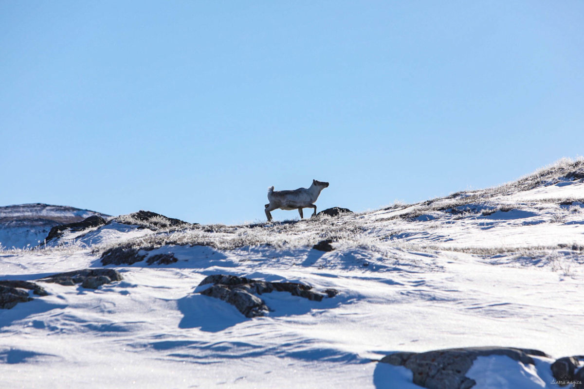 Kangerlussuaq : l'étape incontournable de tout voyage au Groenland, au plus près de la calotte glaciaire.