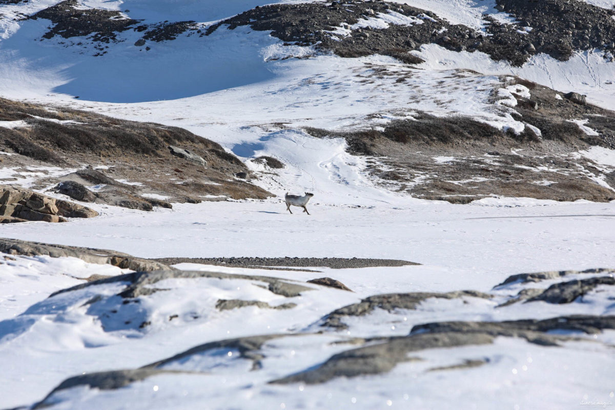 Kangerlussuaq : l'étape incontournable de tout voyage au Groenland, au plus près de la calotte glaciaire.