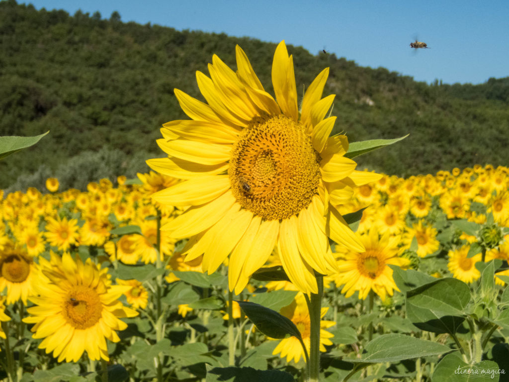 tournesol provence