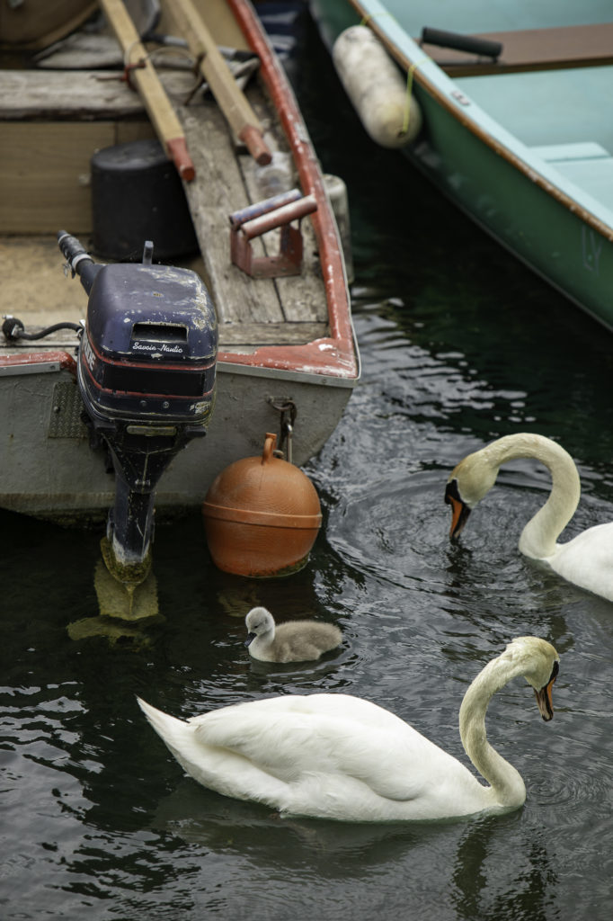 cygnes lac du bourget