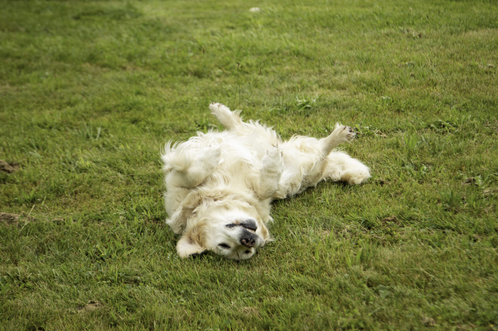 Rencontrer un chien de protection en randonnée: faut-il avoir peur des patous? Et si on randonne avec son chien? Un article ressource sur le pastoralisme.
