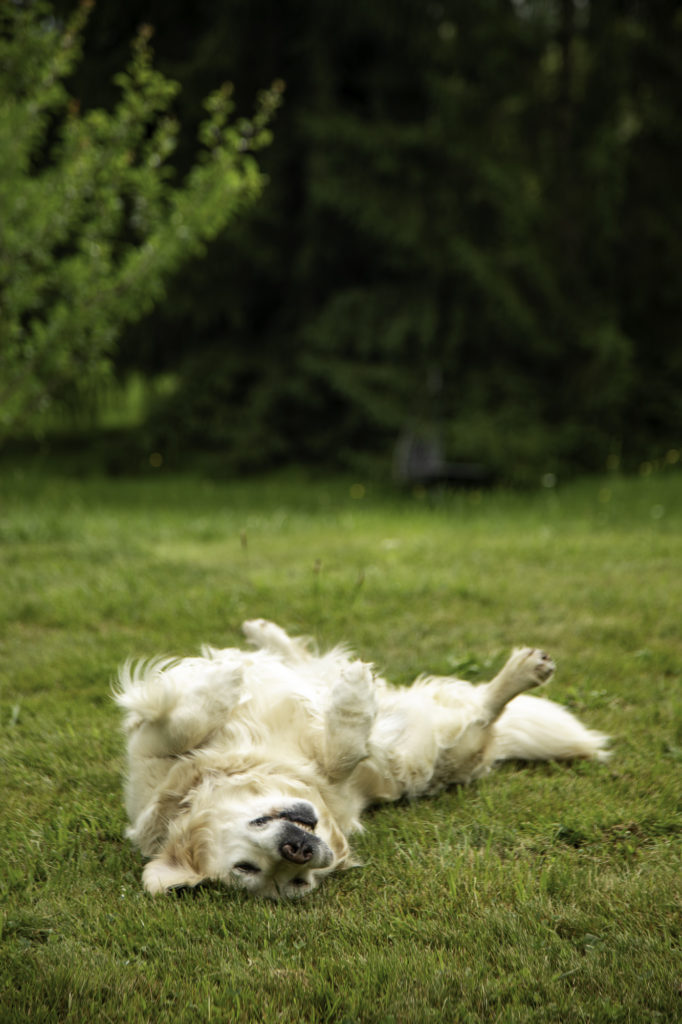 Au bord du lac du Bourget avec mon chien, avec Gîtes de France Savoie