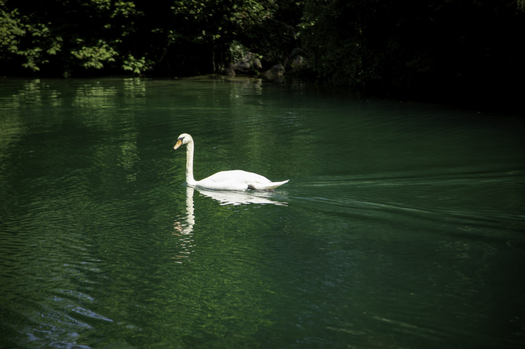 kayak avec son chien lac du bourget savoie