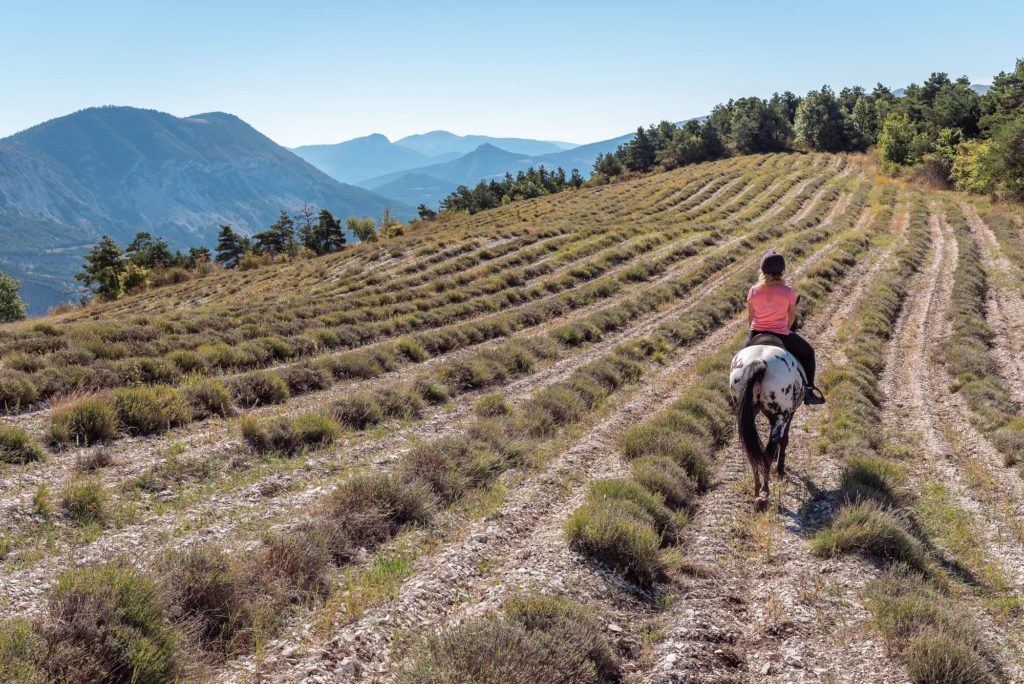 Les Alpes de Haute Provence à cheval : 3 jours de randonnée équestre dans la région de Digne-les-Bains, au coeur des Alpes du Sud