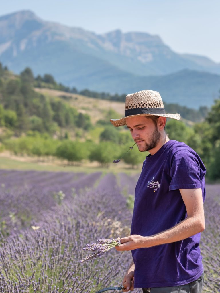 Où et quand voir les lavandes dans la Drôme ? lavandes du Diois