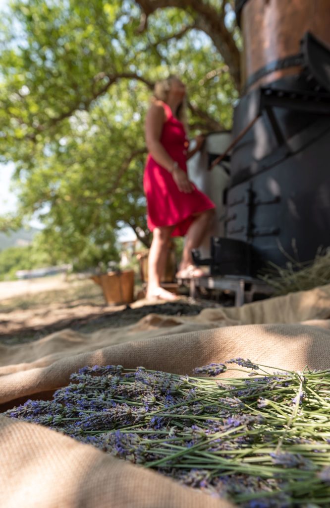 Où et quand voir les lavandes dans la Drôme ? lavandes du Diois