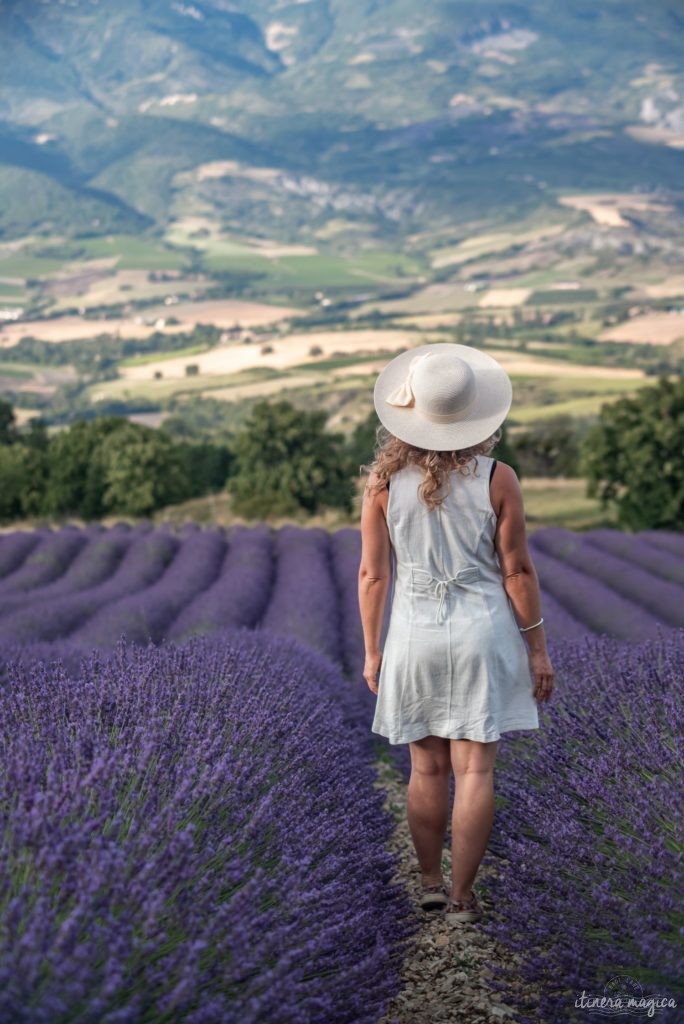 voir les lavandes en drome provencale