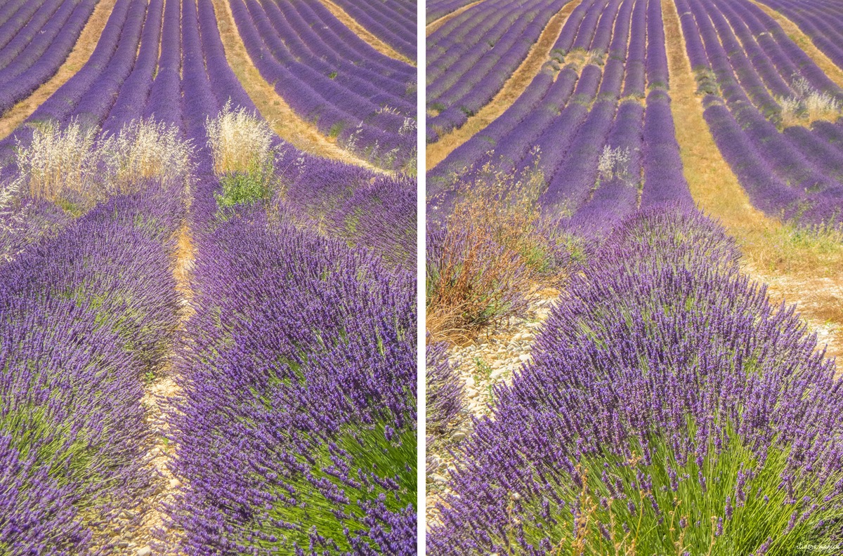 Where to see the most beautiful lavender fields in Provence? Secret tips by a local