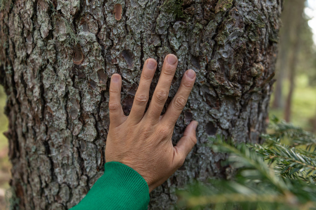 Que faire dans le Beaufortain, que faire aux Saisies ? Bain de forêt aux Saisies