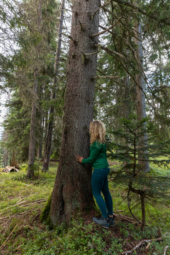 Que faire dans le Beaufortain, que faire aux Saisies ? Bain de forêt aux Saisies