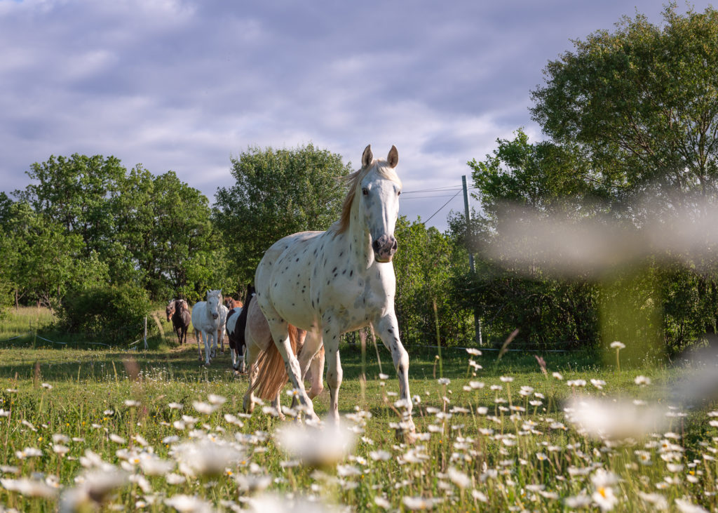 Les chemins de Saint Jacques dans le Lot, à cheval. Randonnée équestre dans le Lot. 