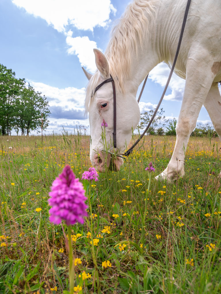 Les chemins de Saint Jacques dans le Lot, à cheval. Randonnée équestre dans le Lot. 