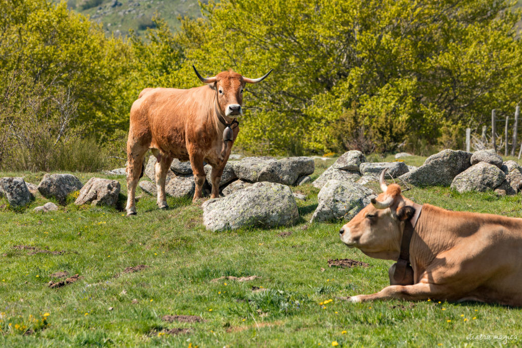 Que faire en Lozère ? Lozère tourisme