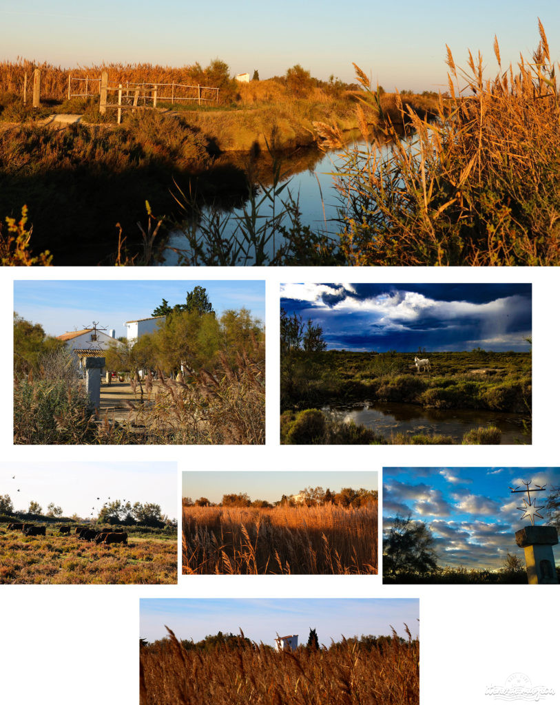 Que faire en Camargue ? Balades à cheval, bonnes adresses, incontournables, retrouvez tout sur le Camargue.
