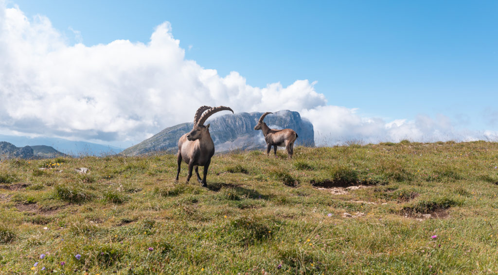 Ascension du mont aiguille