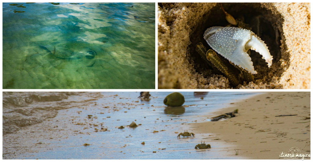 Seychelles: les plus belles plages du monde, des paysages paradisiaques, des tortues géantes, une faune et une flore uniques. Découvrez le paradis dans l'océan Indien !