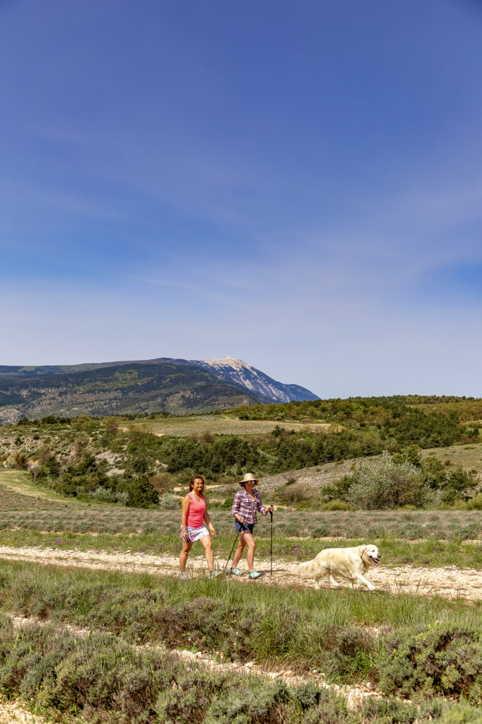 sentier lavandes ferrassieres