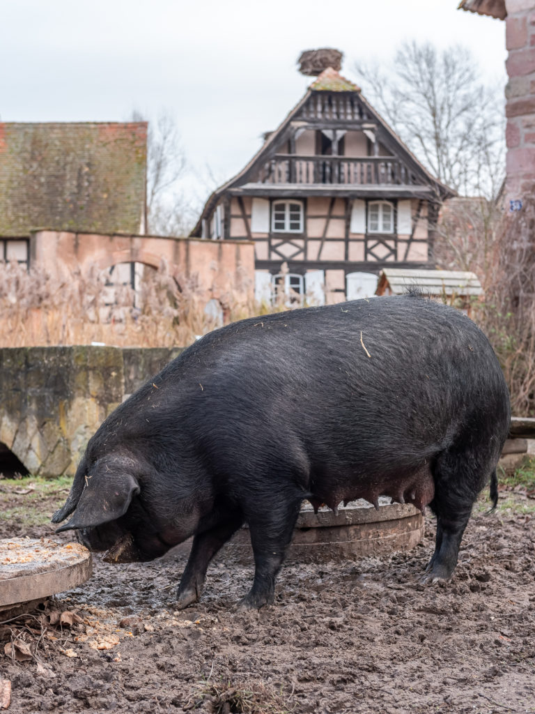 Noël à l'écomusée d'Alsace