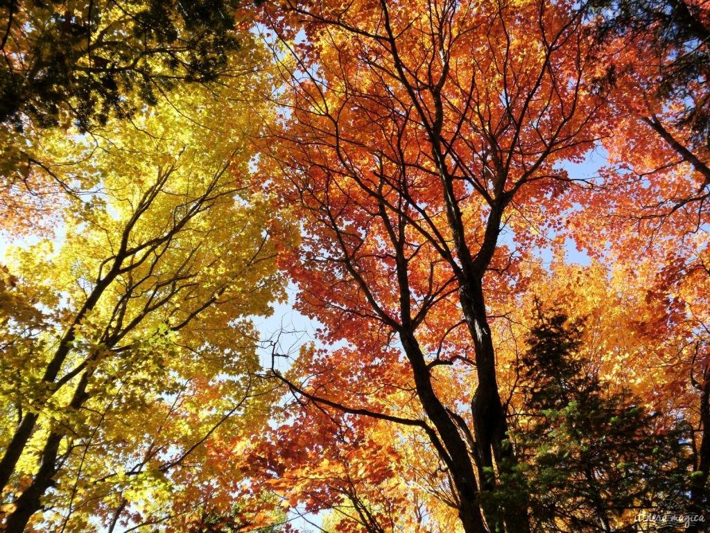 Couleurs D'automne Variés D'une Forêt Mixte Dans La Région De La