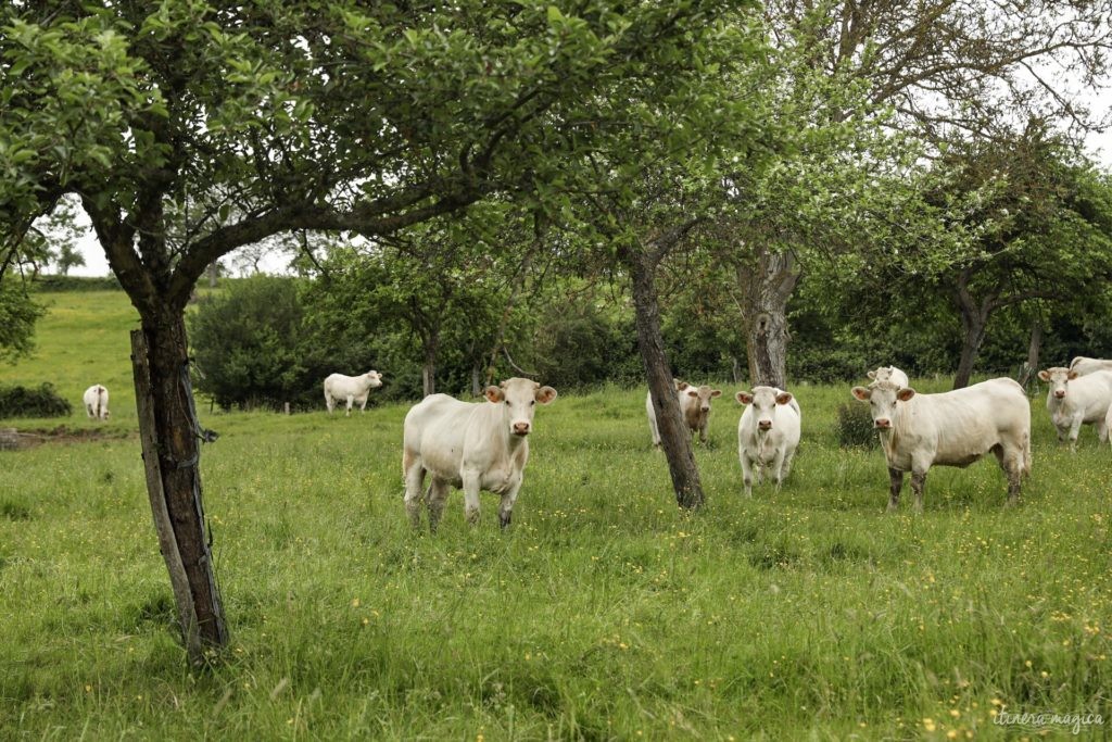 Un week-end en Normandie : découvrez l'Orne. Que voir dans l'Orne ? Blog sur l'Orne.