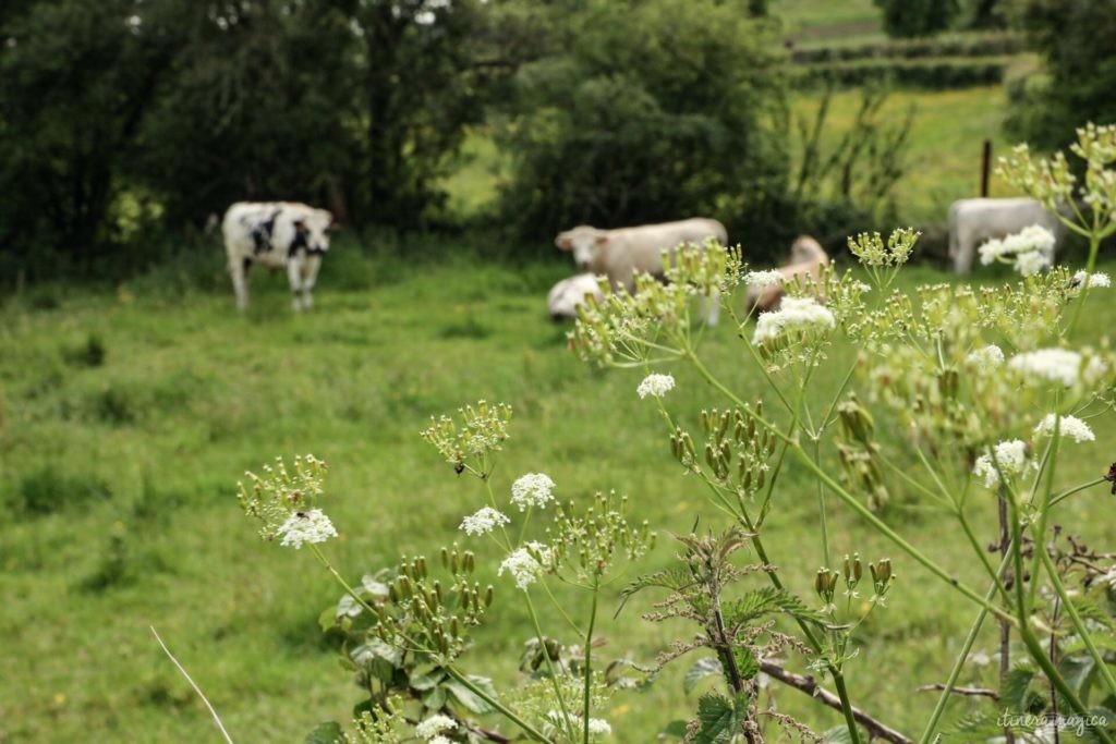 orne week end en normandie que voir dans l'orne (42)