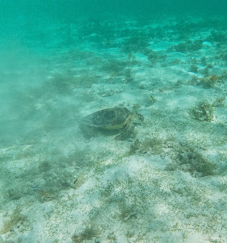 petite terre guadeloupe