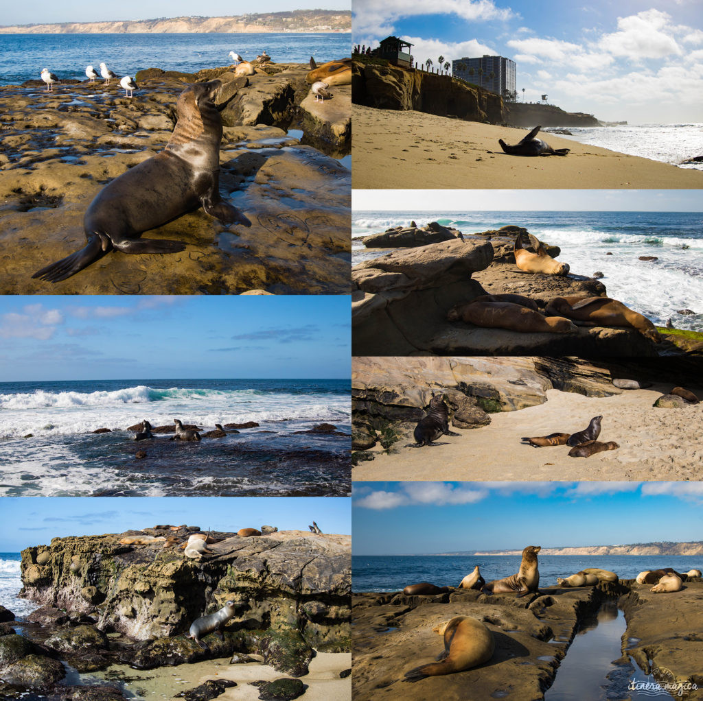 Voyage à San Diego : ne manquez pas La Jolla ! Jouer avec les otaries en toute liberté, faire du kayak au milieu des phoques… une destination californienne nature !