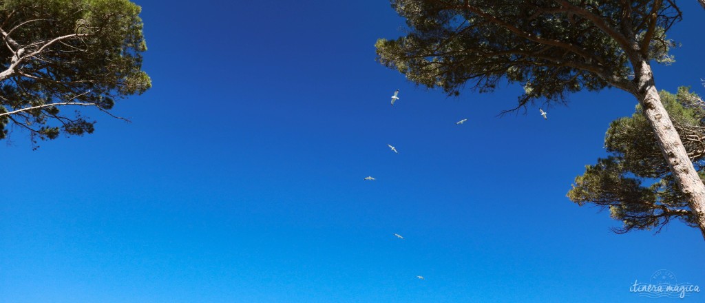 Oiseaux dans le ciel, parfum de liberté. Azur d'hiver. 