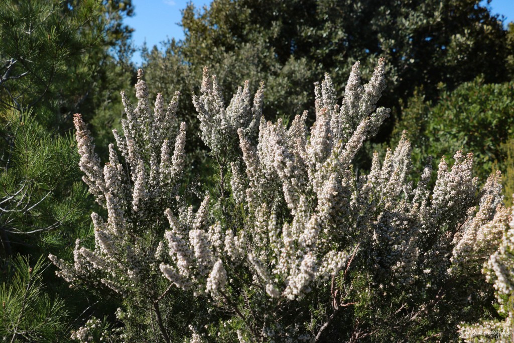 Fleurs de printemps.