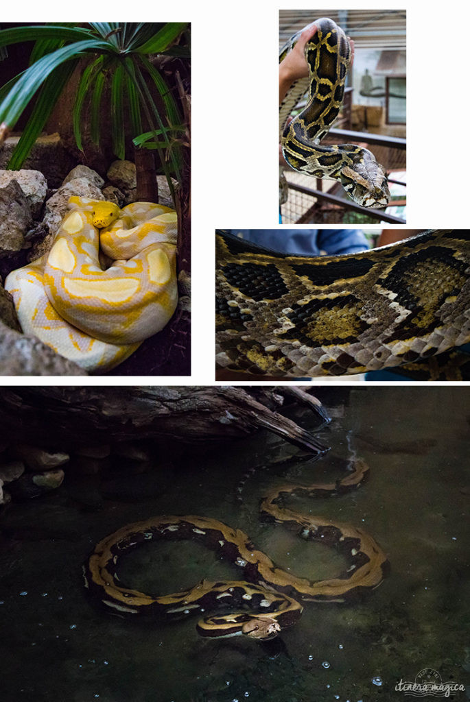 Que faire dans la Drôme ? Visiter la Ferme aux crocodiles ! Le paradis des reptiles: crocodiles, pythons, iguanes, tortues géantes, et bien d'autres animaux