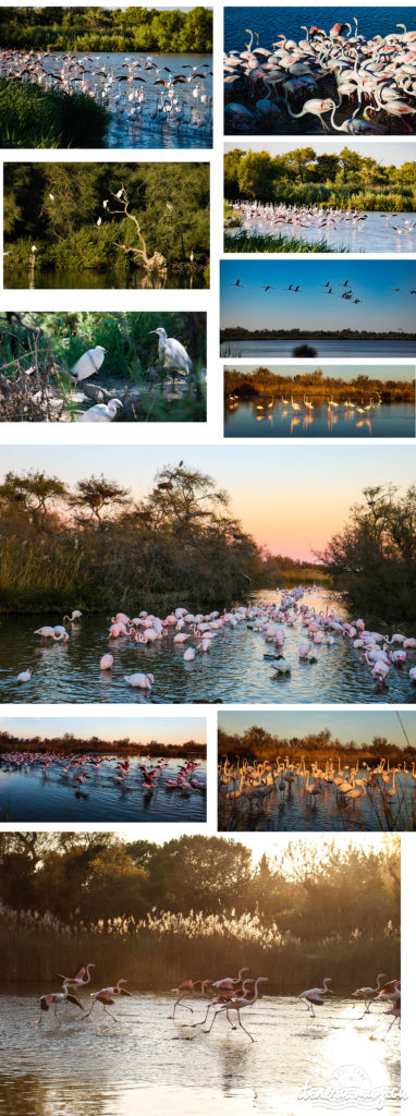 Que faire en Camargue ? Balades à cheval, bonnes adresses, incontournables, retrouvez tout sur le Camargue.