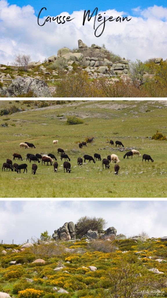 Que faire en Lozère ? Lozère tourisme