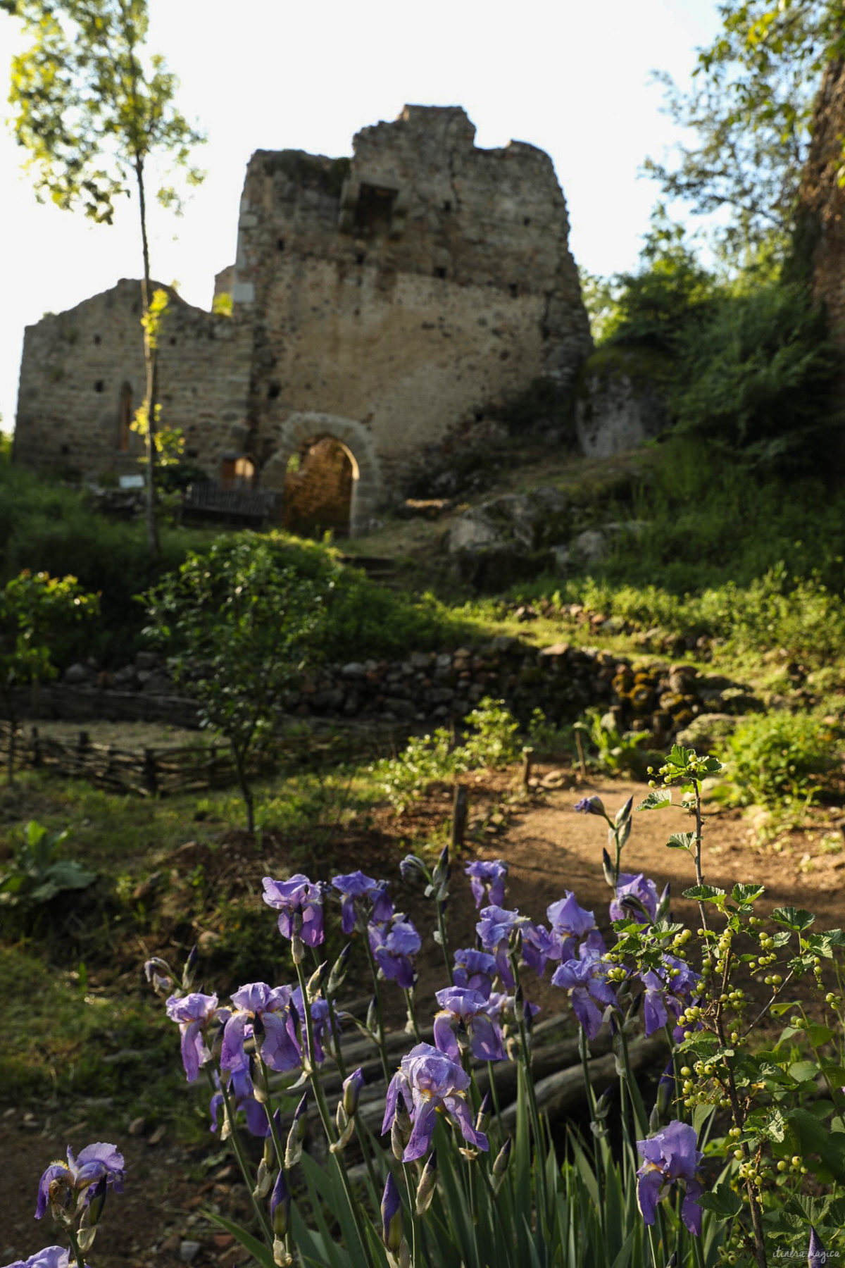 Que voir dans la Loire ? Châteaux des gorges de la Loire, randonnées en Forez, artisanat et spécialités de la Loire, villages de caractère.