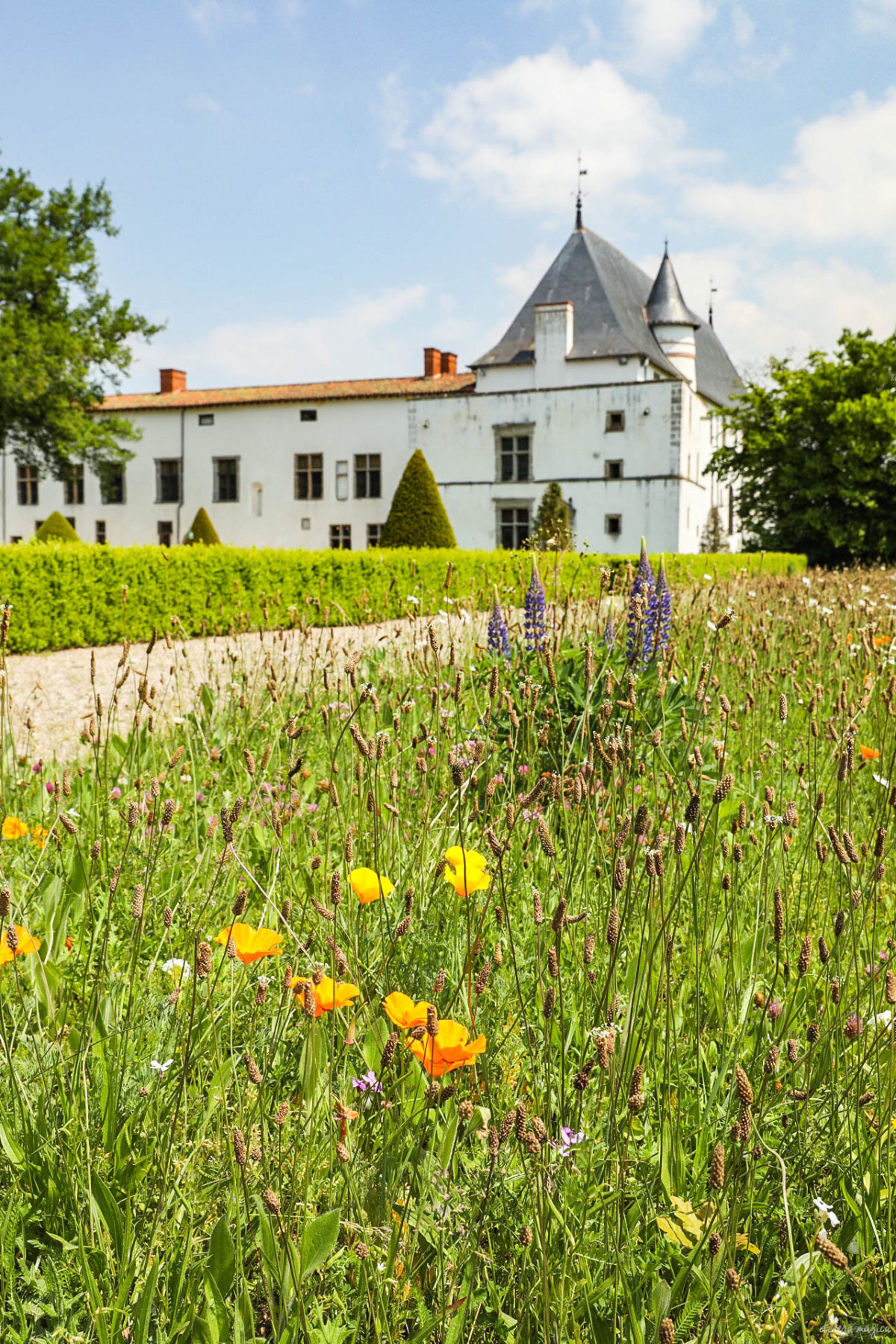 Que voir dans la Loire ? Châteaux des gorges de la Loire, randonnées en Forez, artisanat et spécialités de la Loire, villages de caractère.