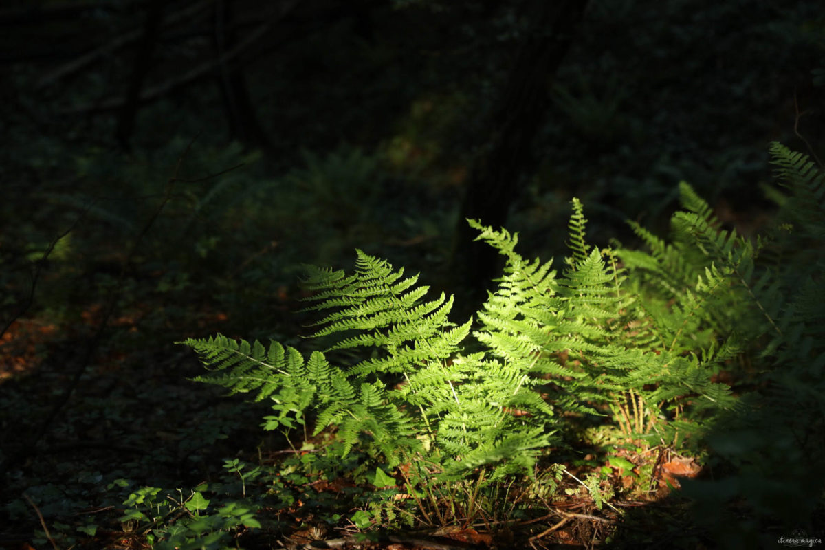 Randonnée dans le forez