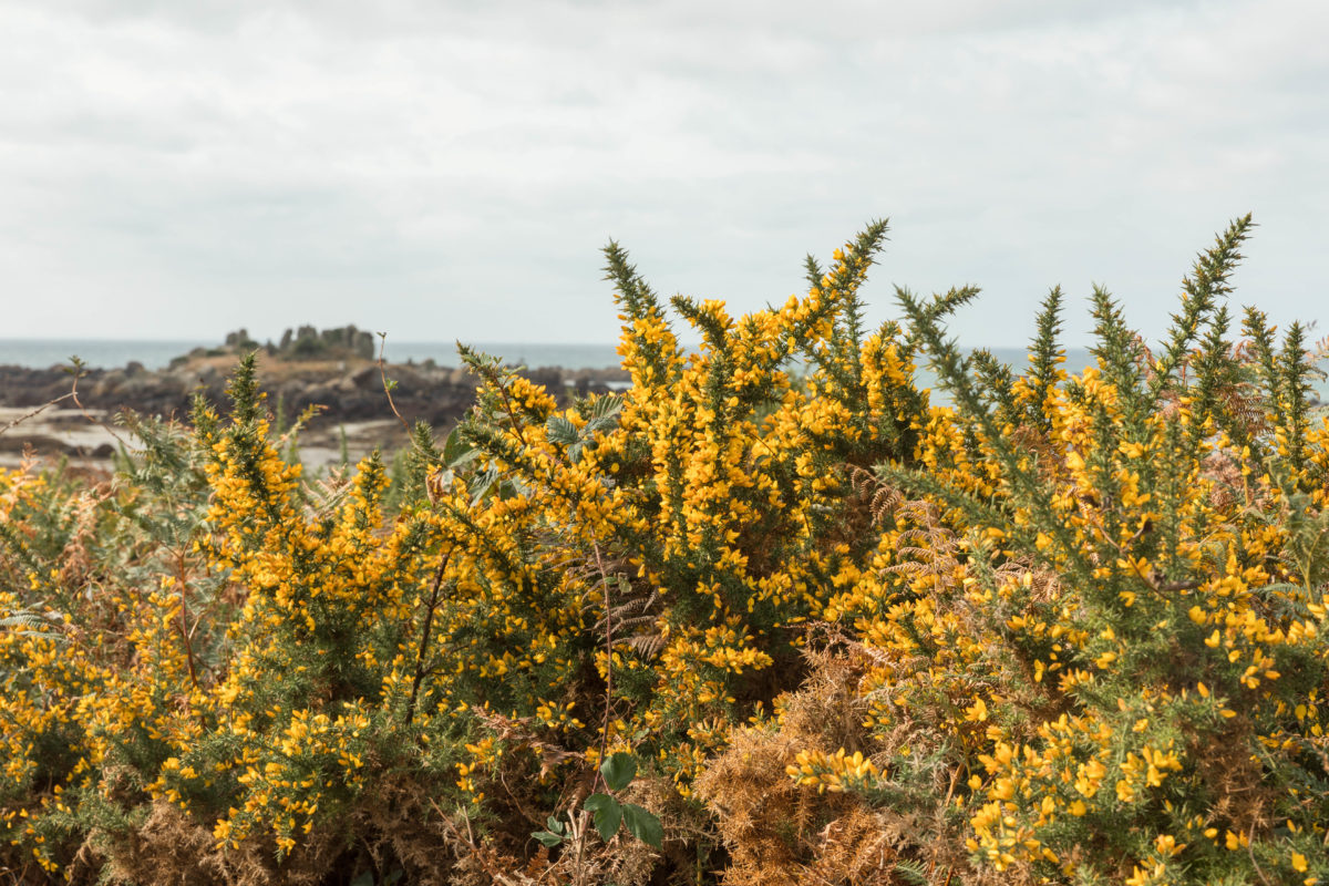 Visiter Chausey dans la Manche