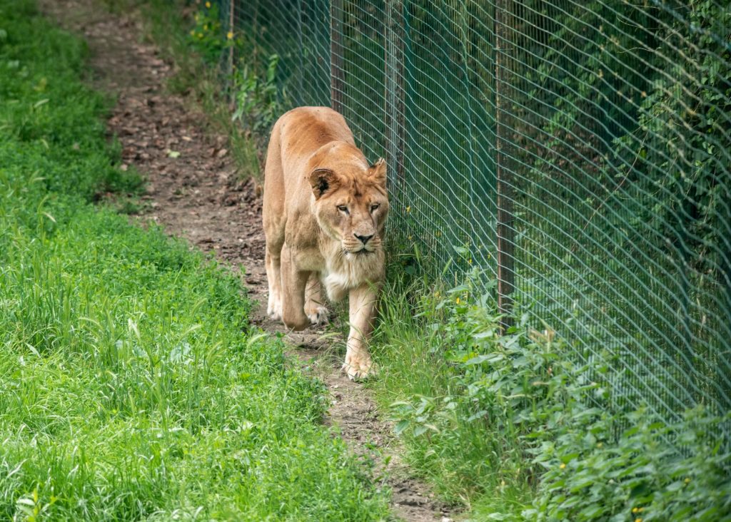 blog mayenne que voir en mayenne refuge de l arche