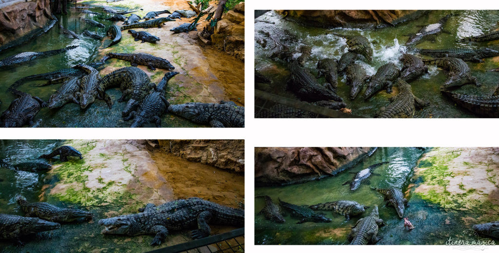 Que faire dans la Drôme ? Visiter la Ferme aux crocodiles ! Le paradis des reptiles: crocodiles, pythons, iguanes, tortues géantes, et bien d'autres animaux