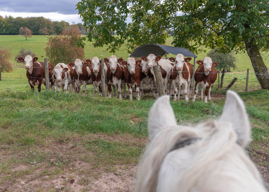 route des chalots dans les vosges itineraire gourmand à cheval