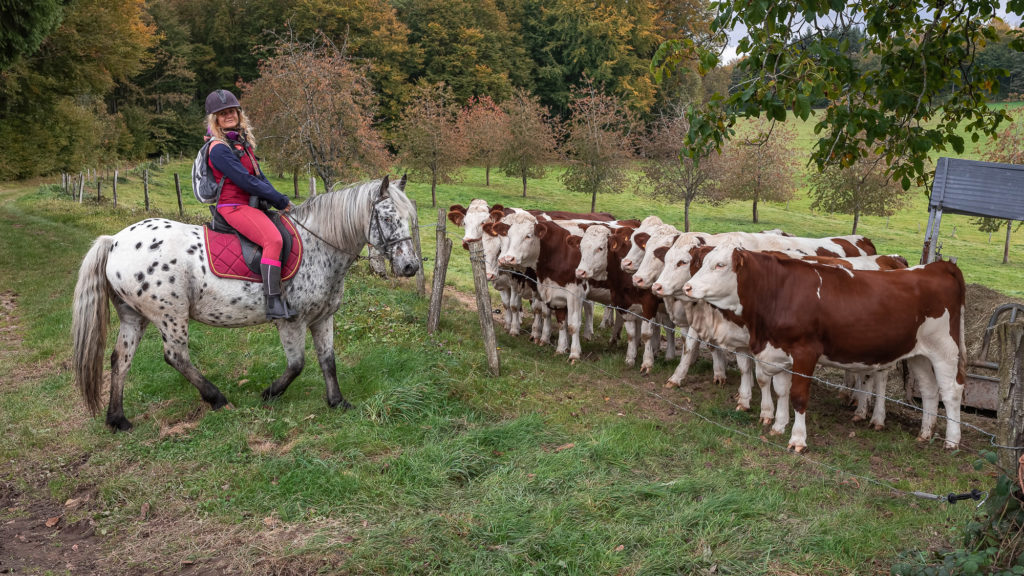 route des chalots dans les vosges itineraire gourmand à cheval