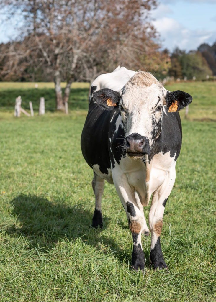 route des chalots vosges itineraire gourmand bonnes adresses producteurs