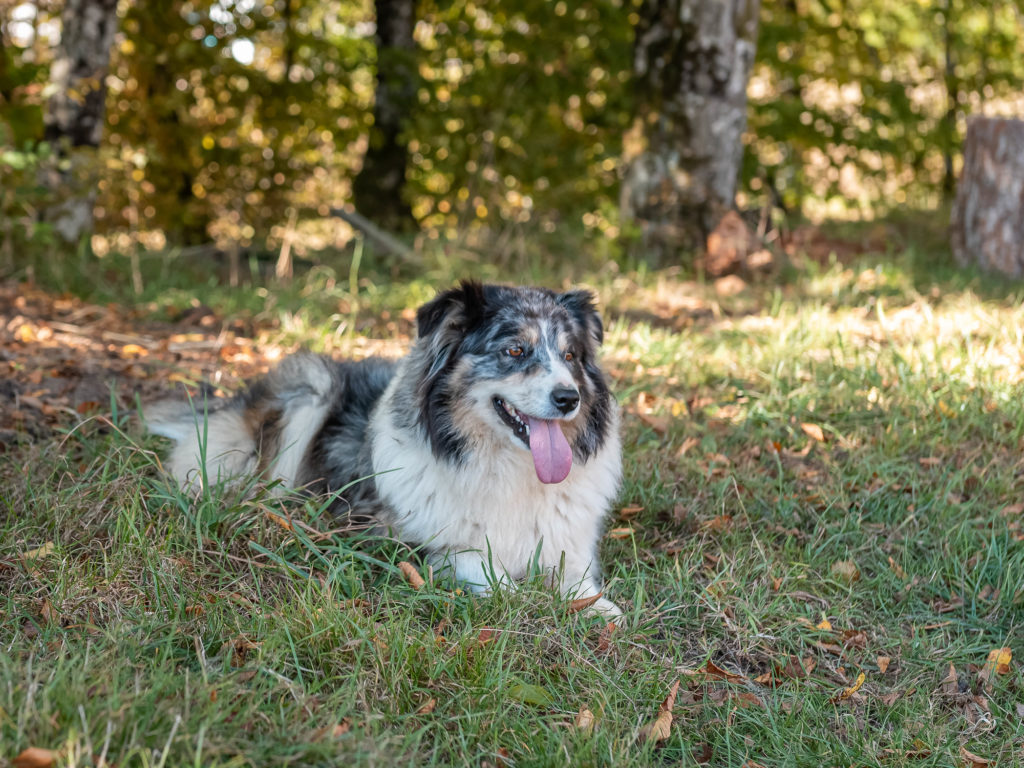 route des chalots dans les vosges itineraire gourmand à cheval