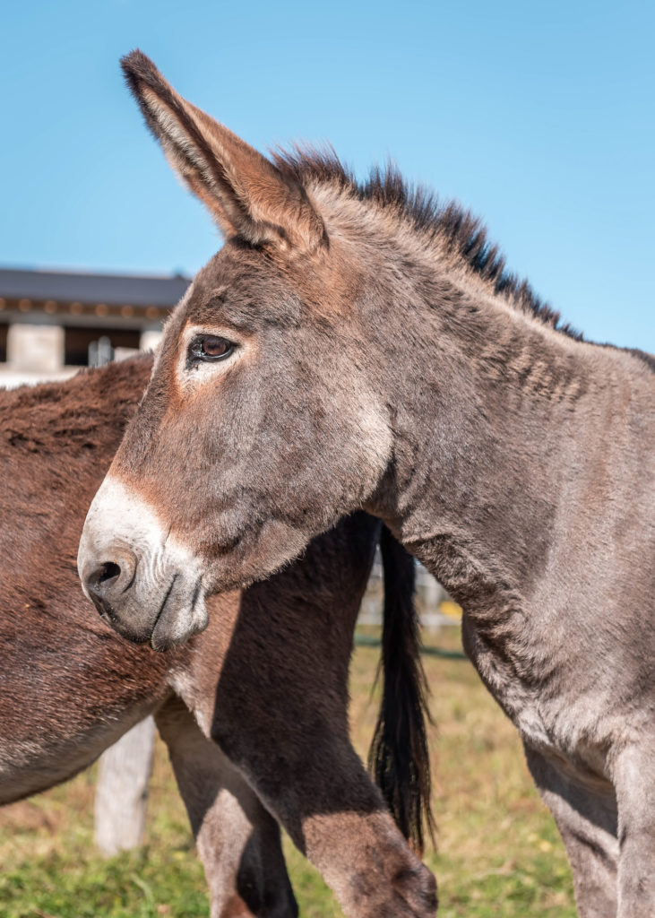 route des chalots dans les vosges itineraire gourmand à cheval