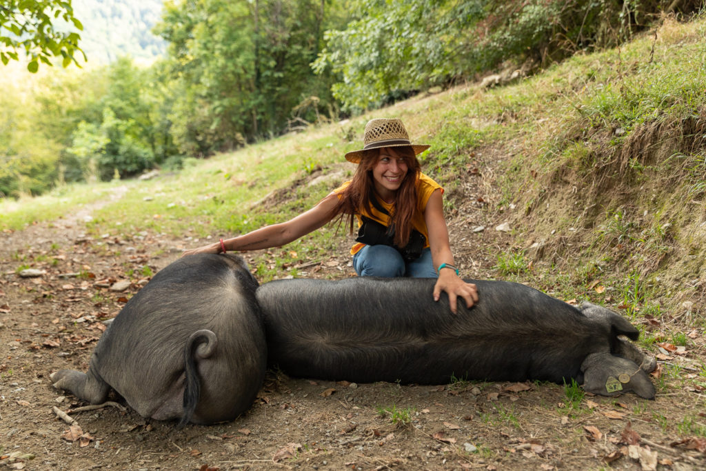 porc noir de bigorre saint lary